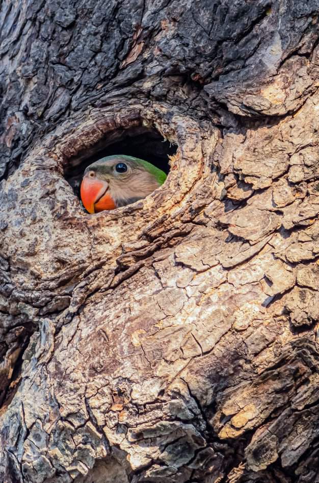 Alfredo Espino El Nido Madre Naturaleza Amino