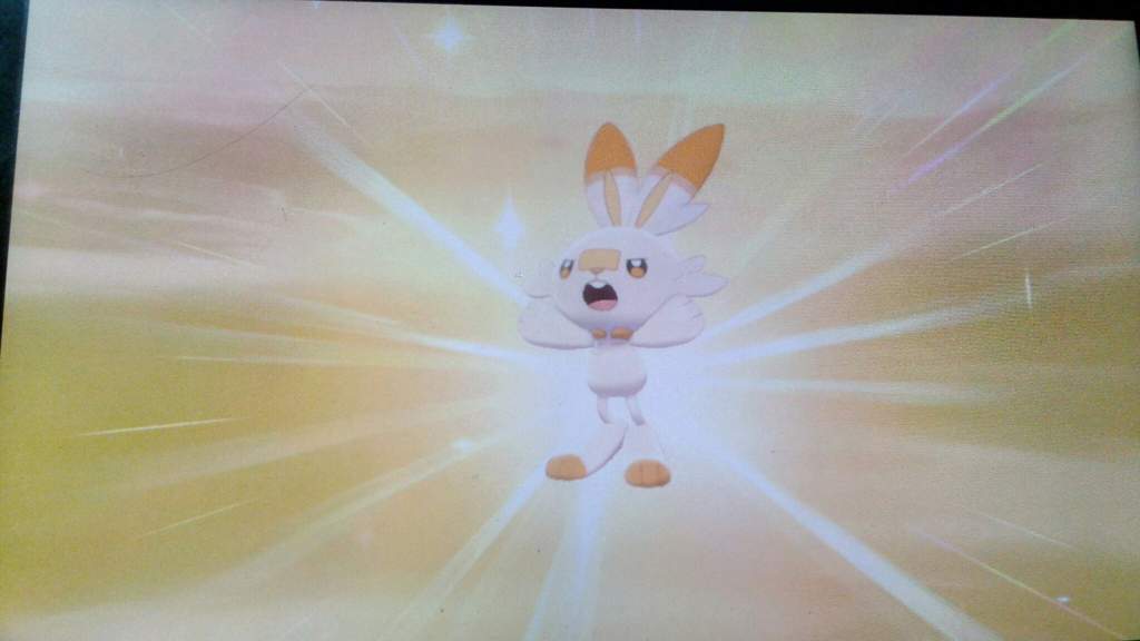 LET'S GO!!! SHINY SCORBUNNY Pokémon Amino