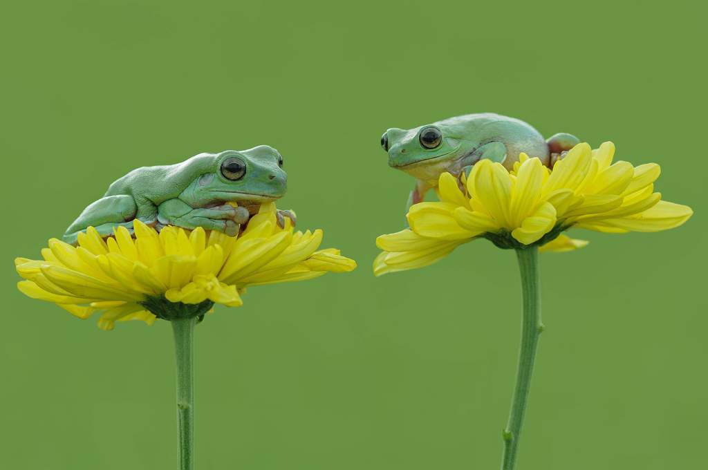 frogs dating