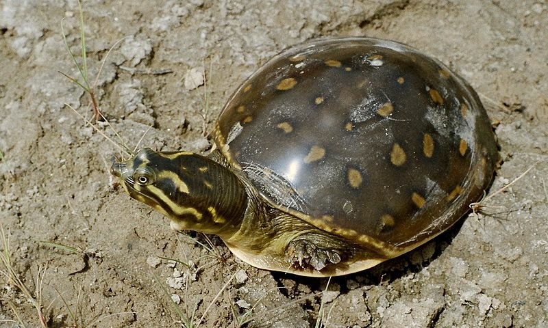 Черепаха с желтыми пятнами на теле фото и описание