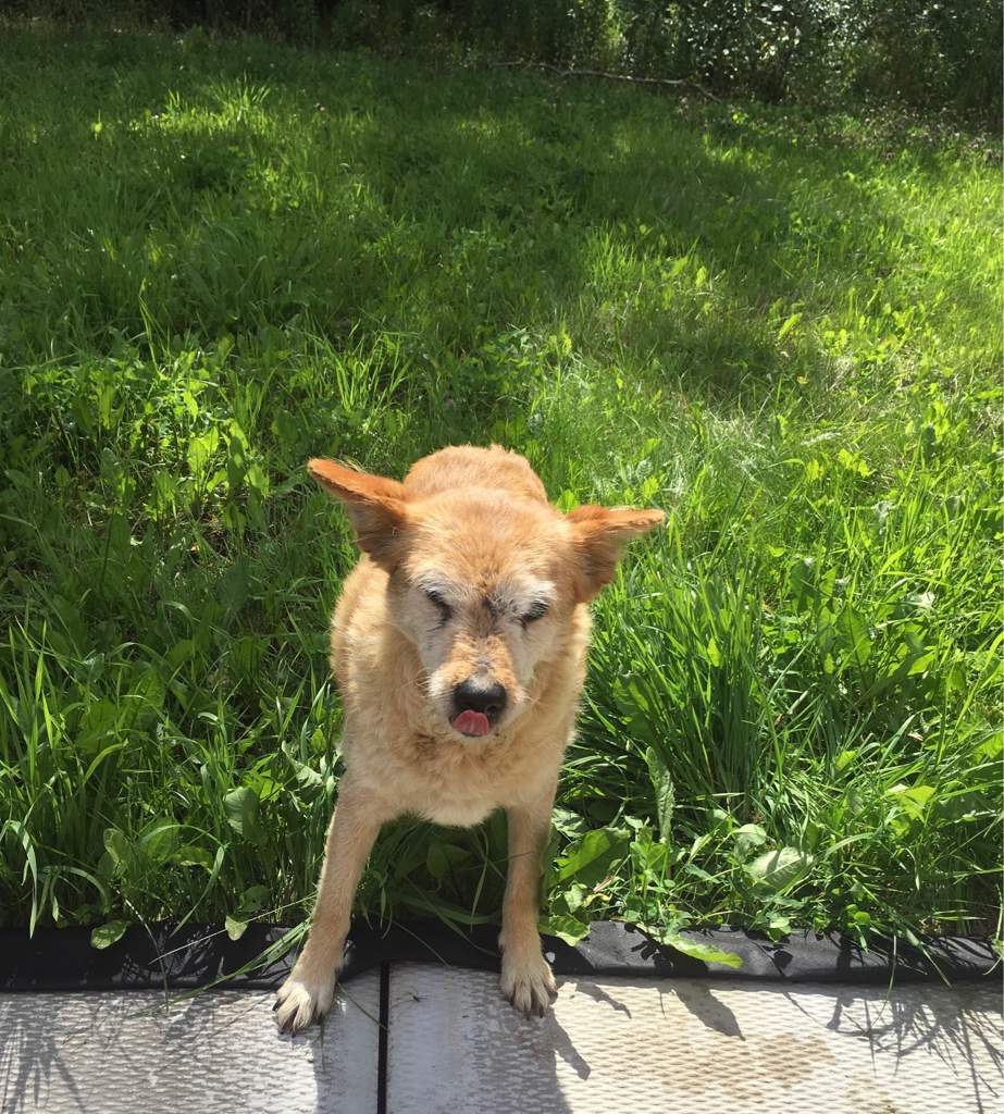 Waffles Wiki Pets Amino