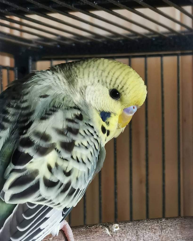 Meet my flock | Budgie/Parakeet Amino Amino