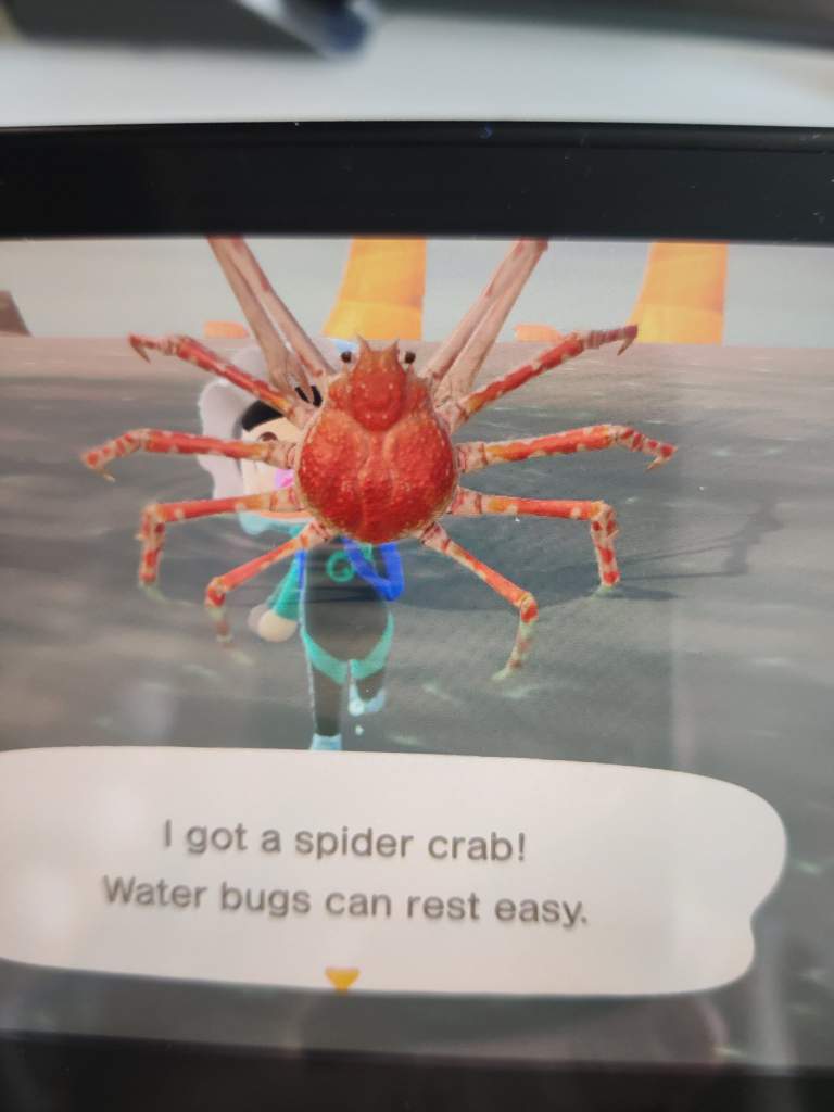 It's a SPIDER CRAB! | Animal Crossing Amino