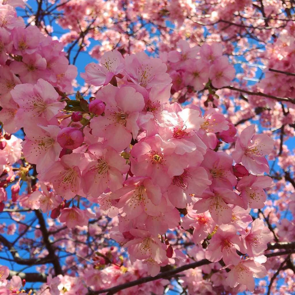 Цветет сакура в японии фото
