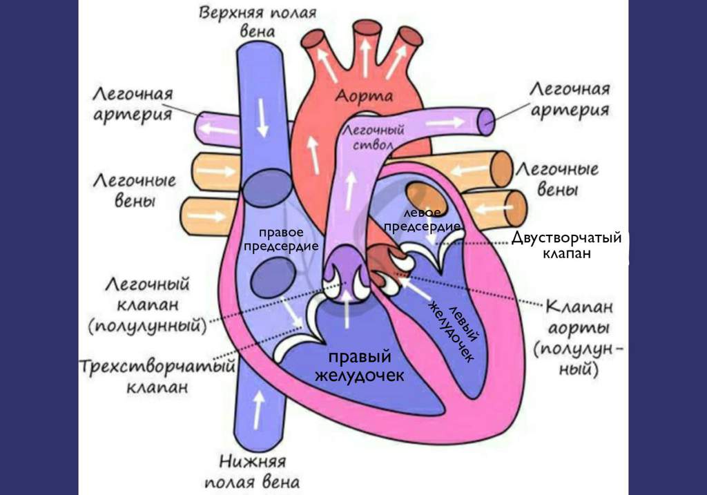 Какой буквой на рисунке обозначена камера сердца в которой заканчивается легочный круг