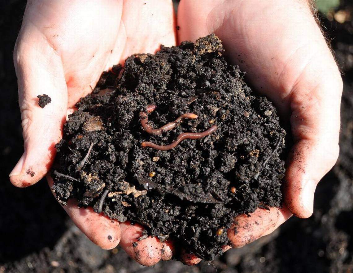 PSA: Top Soil | Wiki | Reptiles Amino