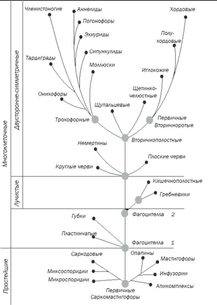 Эволюция животных схема с простейших до млекопитающих