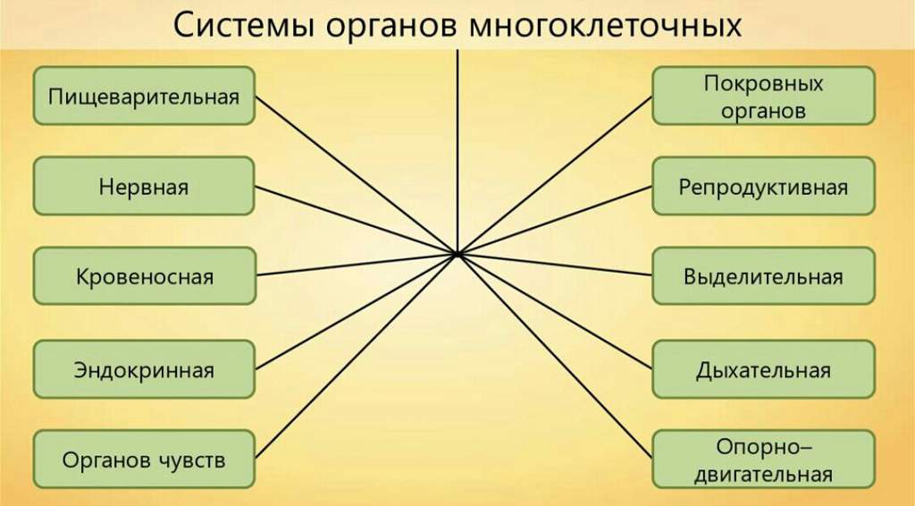 Используя рисунок 18 заполните в тетради таблицу основные системы органов многоклеточных животных