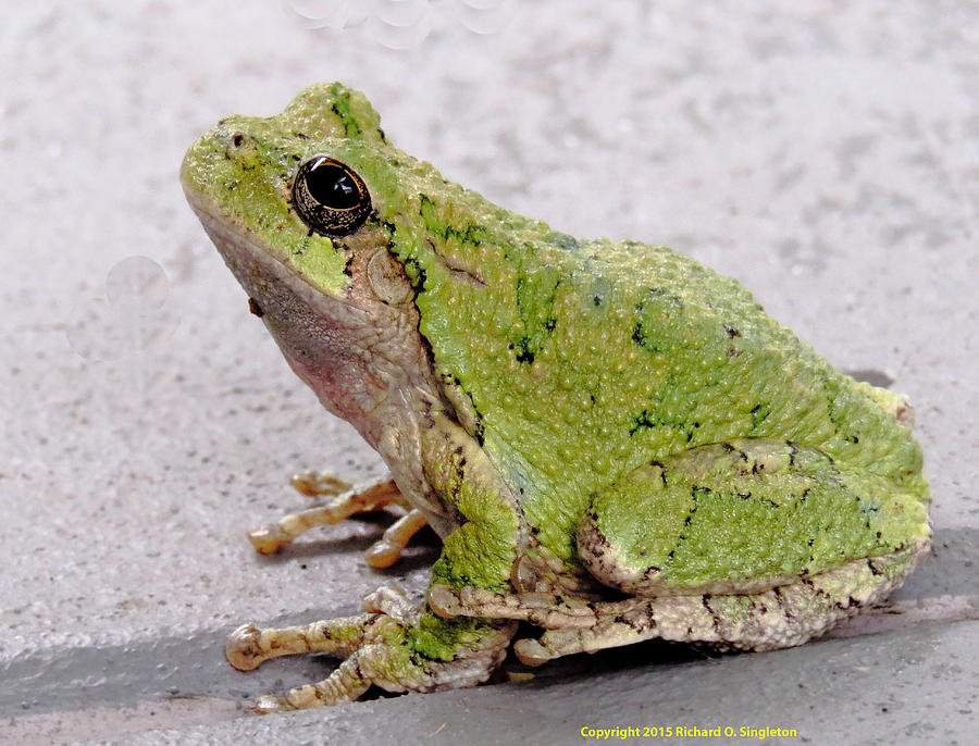 Toad Ideas For Your DR Wiki Harry Potter World Shifting Amino Toad Ideas For Your DR Wiki Harry Potter World Shifting Amino