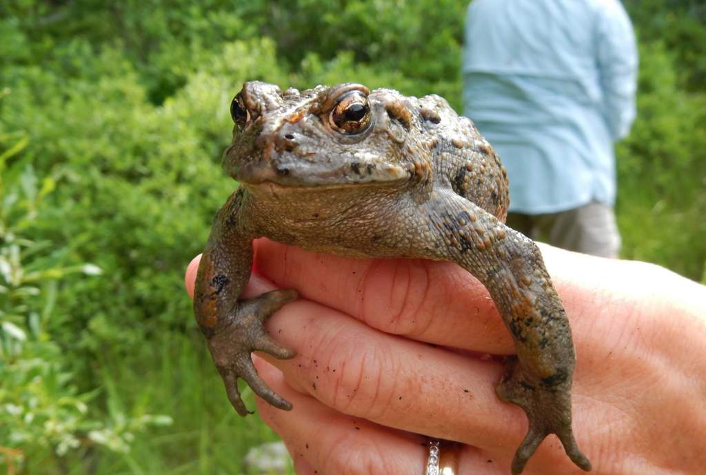 Toad Ideas For Your DR Wiki Harry Potter World Shifting Amino Toad Ideas For Your DR Wiki Harry Potter World Shifting Amino