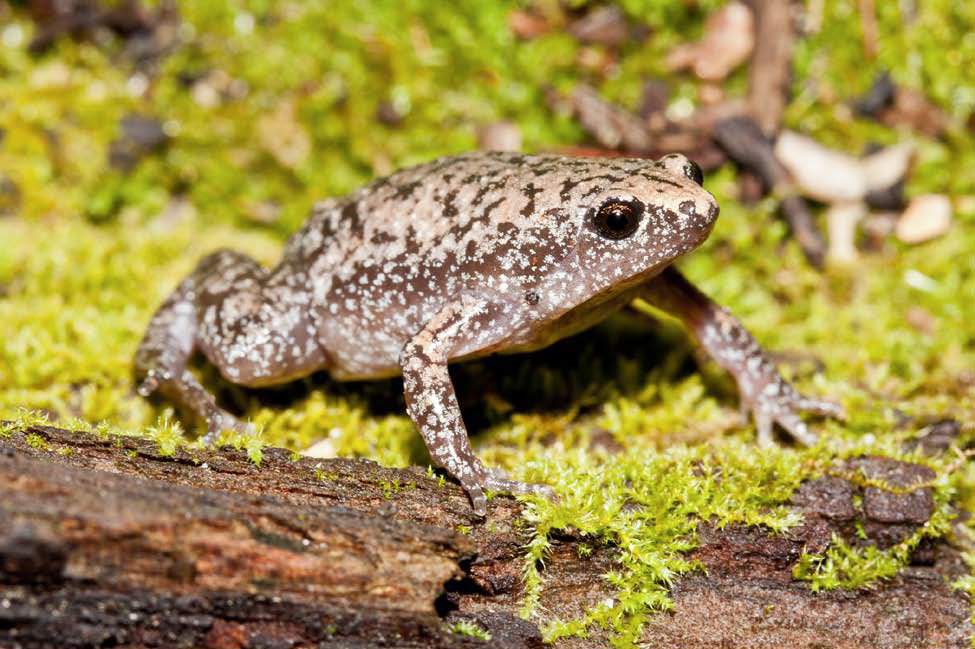 Toad Ideas For Your DR Wiki Harry Potter World Shifting Amino Toad Ideas For Your DR Wiki Harry Potter World Shifting Amino
