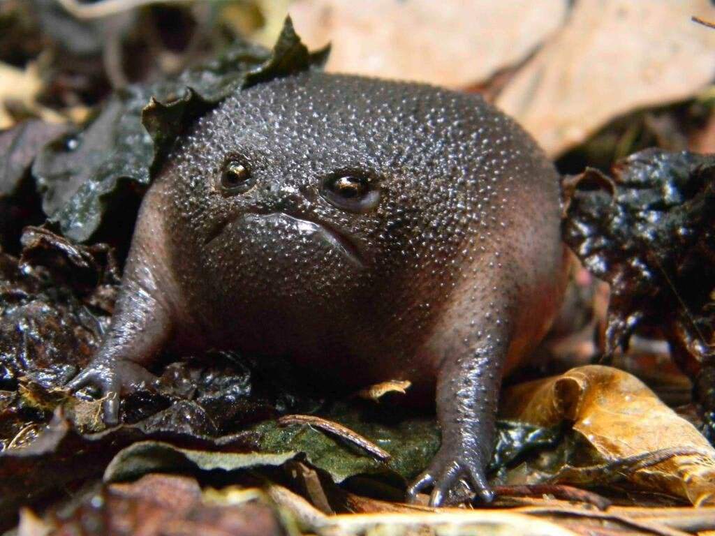 Toad Ideas For Your DR Wiki Harry Potter World Shifting Amino toad-ideas-for-your-dr-wiki-harry-potter-world-shifting-amino