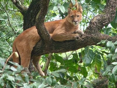 Tipos de Puma | Mascotas Amino Amino