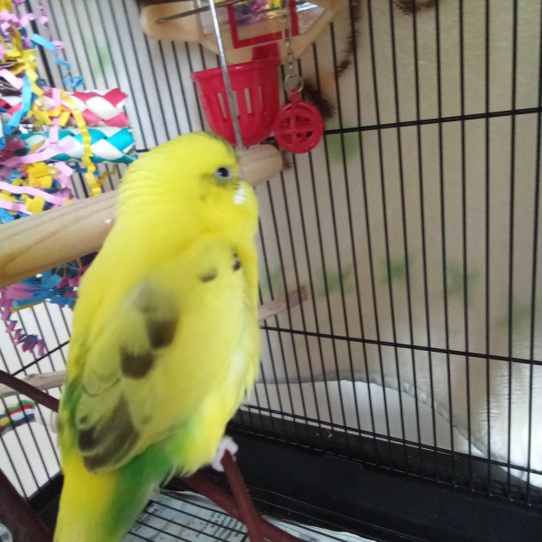 Wanted to remember lemon | Alen AxP Budgies Amino