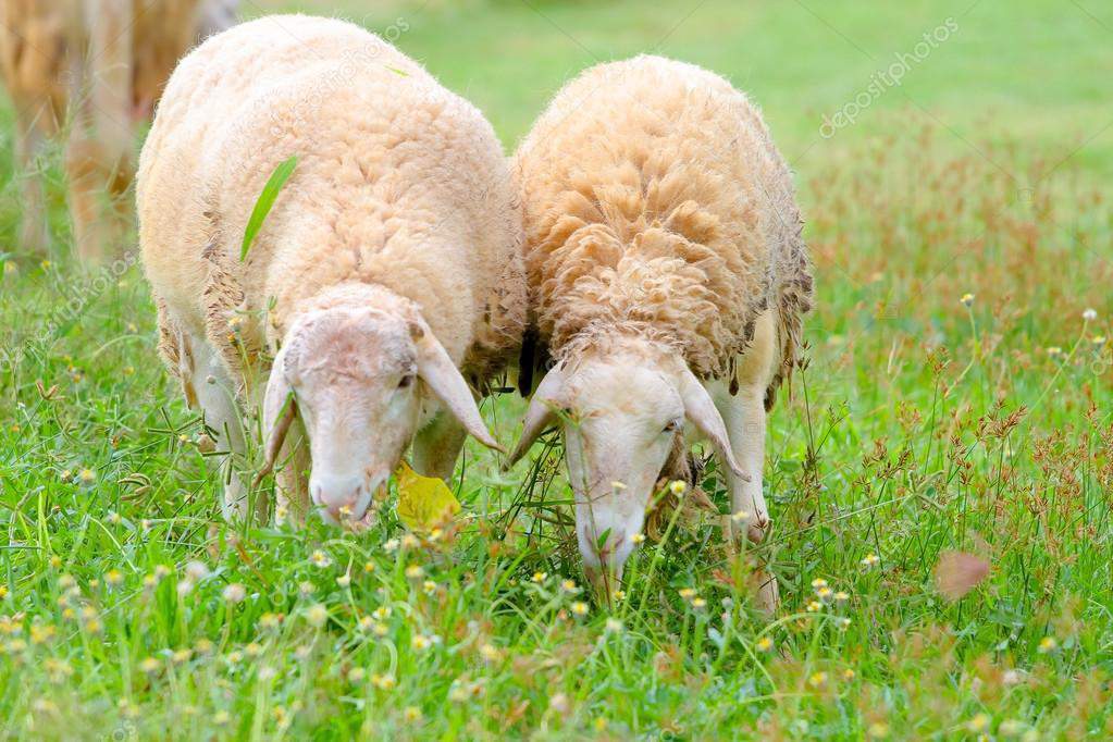 Ягненок не ест. Барашек ест траву. Овца ест траву. Баран ест траву. Овца кушает траву.