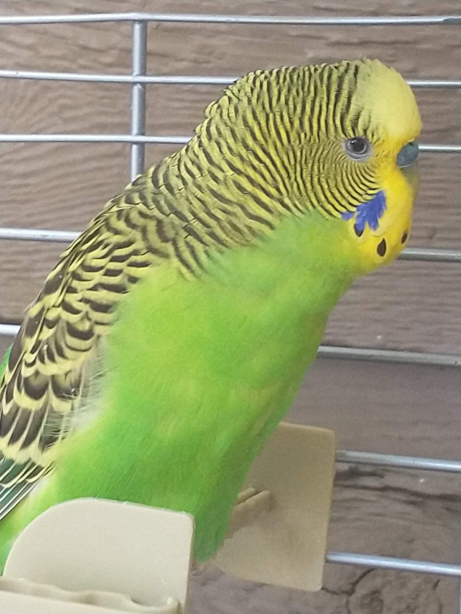 Berry | Wiki | Budgie/Parakeet Amino Amino