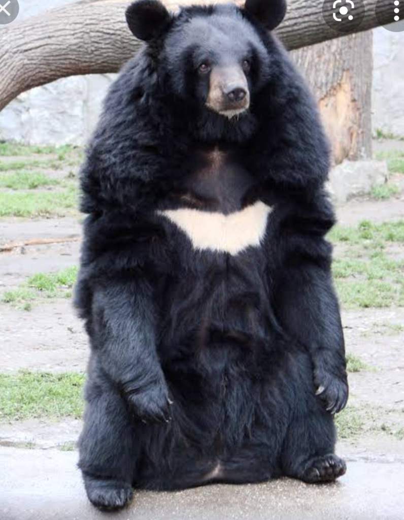 10 ANIMALES NATIVOS DE COREA DEL SUR Aprende Coreano Amino Amino 10 ANIMALES NATIVOS DE COREA DEL SUR Aprende Coreano Amino Amino