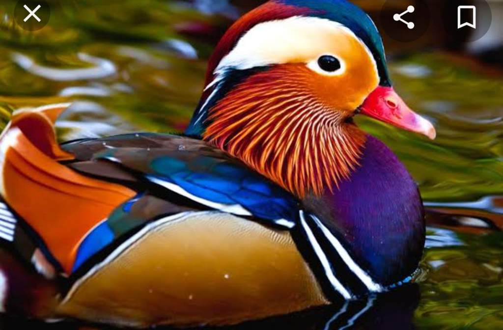 10 ANIMALES NATIVOS DE COREA DEL SUR Aprende Coreano Amino Amino 10 ANIMALES NATIVOS DE COREA DEL SUR Aprende Coreano Amino Amino