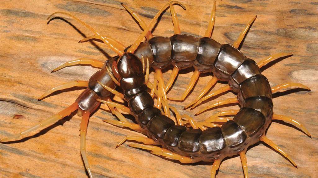 Vietnamese Centipede: The Ultimate Guide | Pets Amino