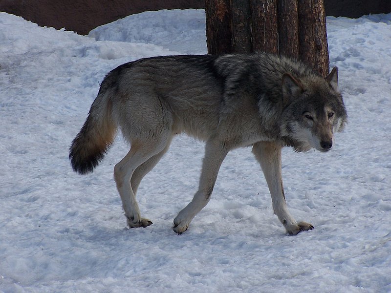 Серые волки отзывы. Хвост волка. Волк серый. Сибирский волк. Хвост серого волка.