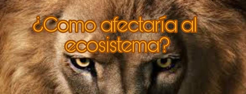 Que pasaría si los leonés se extinguieran? | #Extinción | Mascotas Amino  Amino