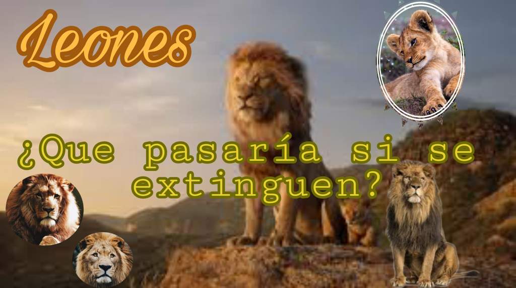 Que pasaría si los leonés se extinguieran? | #Extinción | Mascotas Amino  Amino