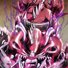 amino-Killer queen-88b8daac