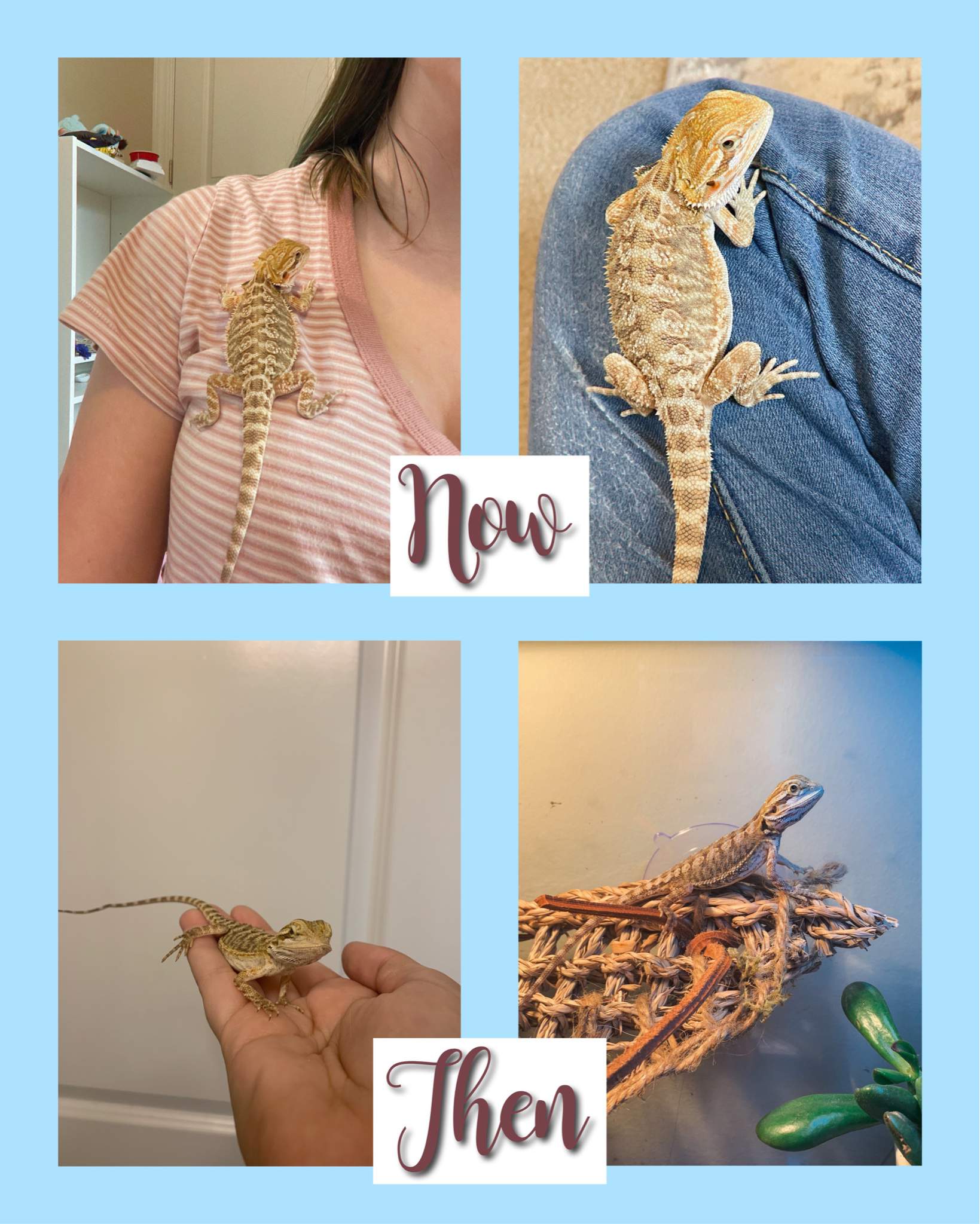 Then vs now | Pro Bearded Dragon Care Amino