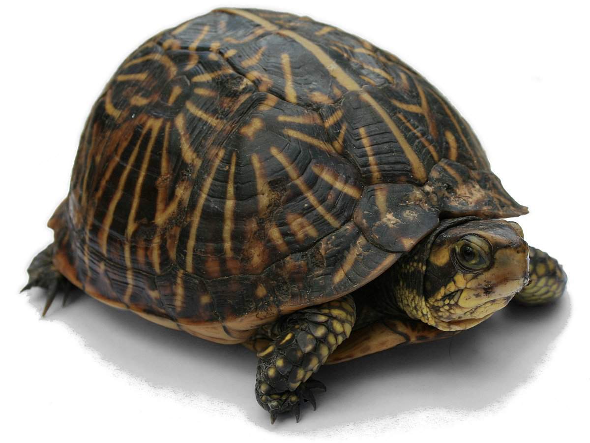 SCP-turtle | Wiki | SCP Foundation Amino