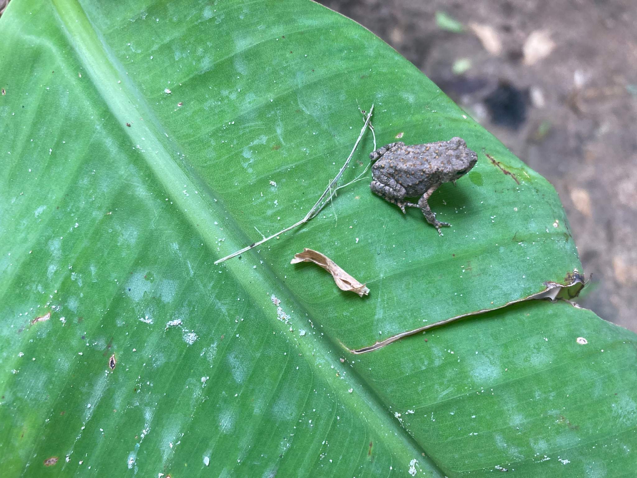 Spider and Toad, Beast in My Garden | Reptiles Amino