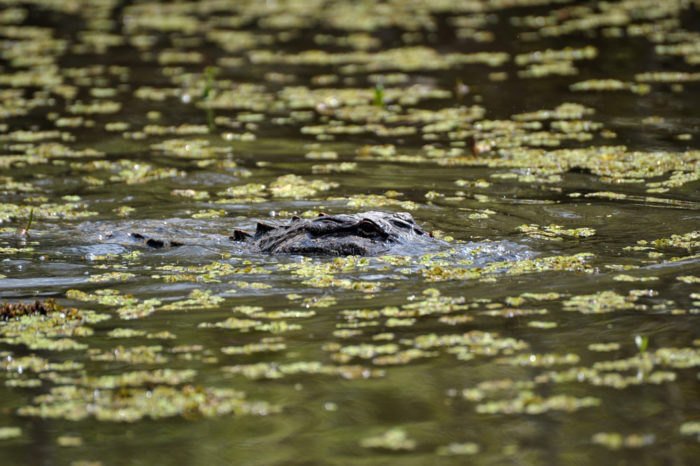 The Story Behind This Legendary Swamp Monster In Louisiana | Monster ...