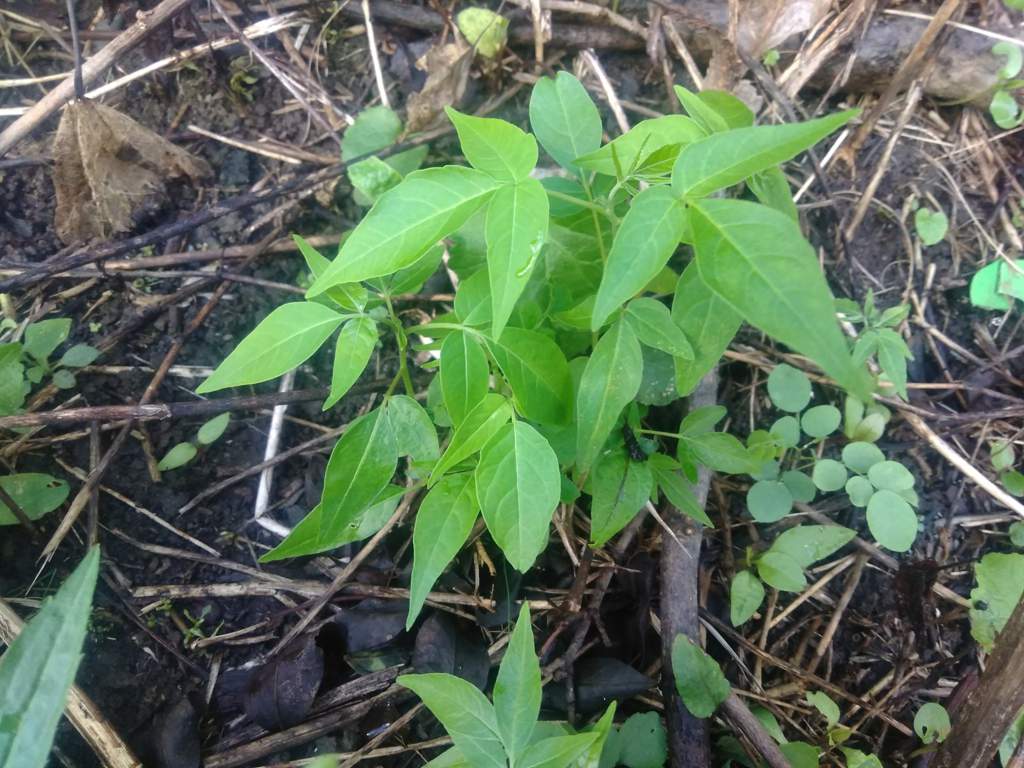 how-to-identify-poison-sumac-gardening-plants-amino