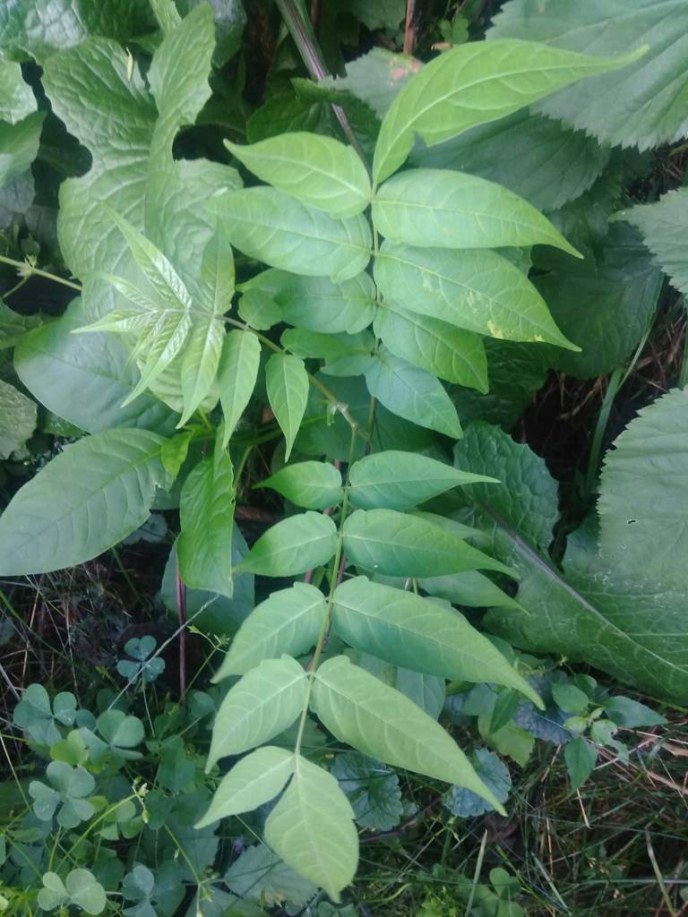 How To Identify Tree Of Heaven