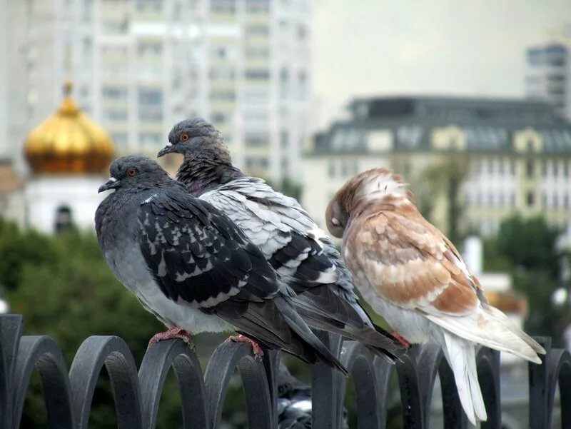 Голуби в санкт петербурге