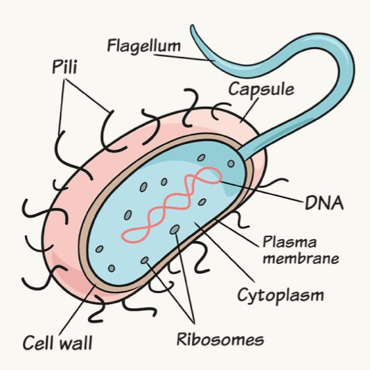 The Cell And Its Structure (general Information) 