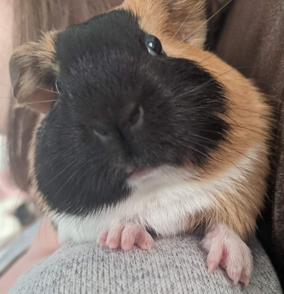 *~ guinea pigs | Wiki | Autistic & Aspie Amino