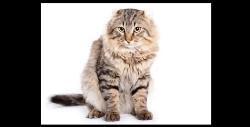 Top 10 Cat Breeds in the Philippines LGBT+ Amino