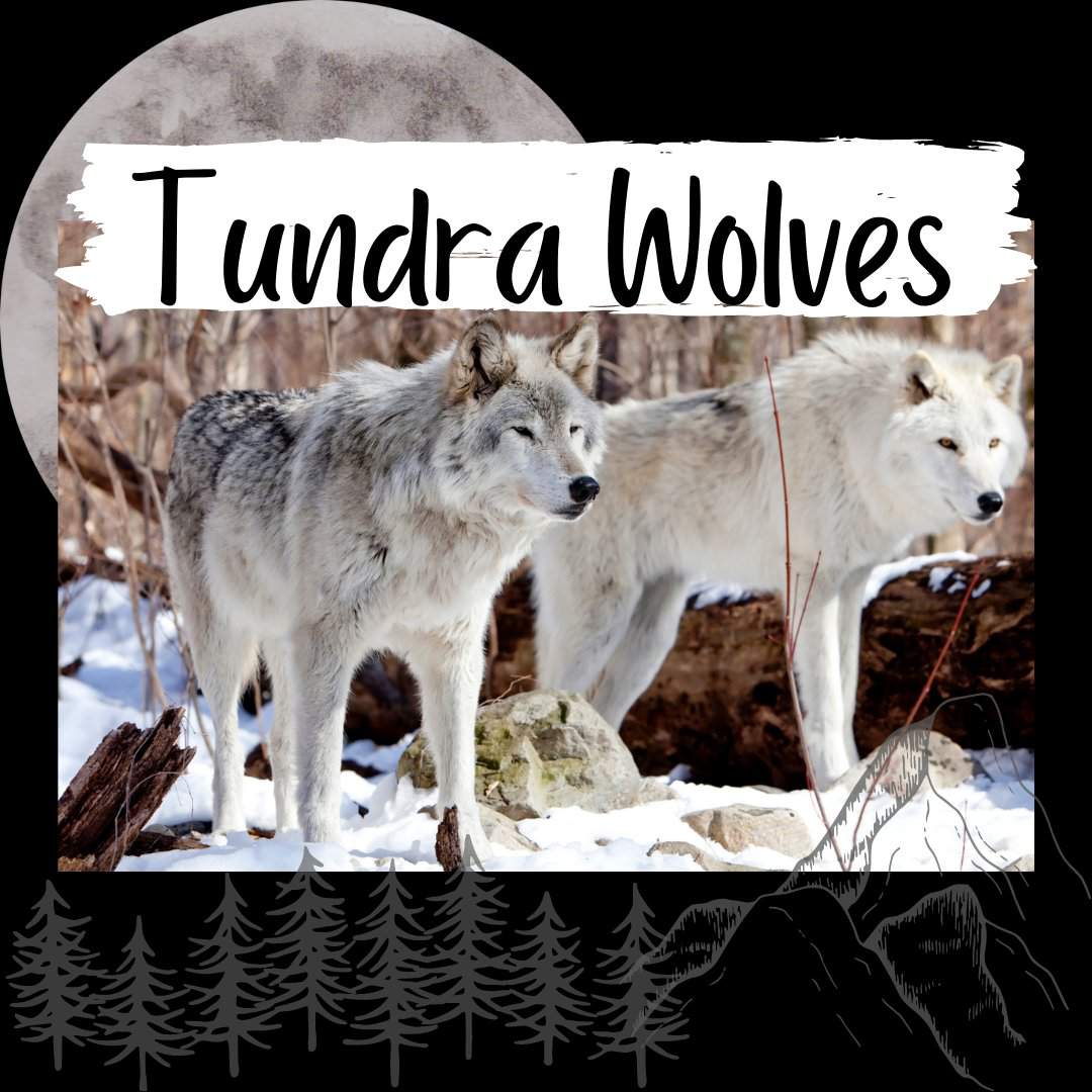 Tundra Wolves | Animal Amino🐾 Amino