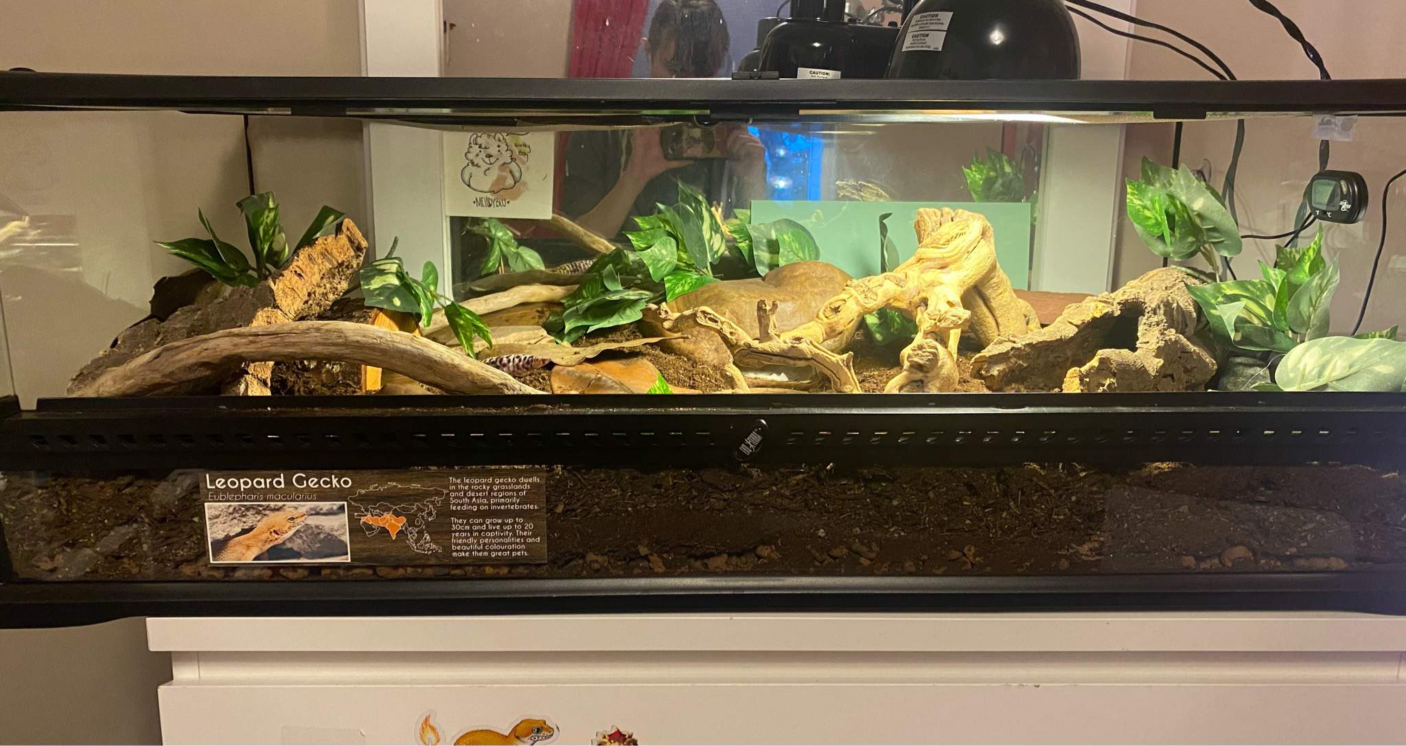 Enclosure 2022!! 🦎 | Leopard Geckos Amino