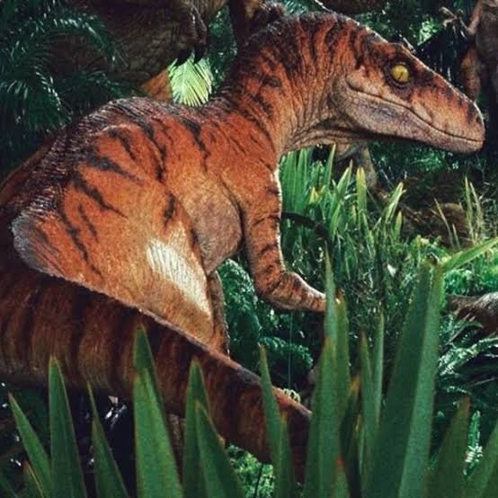 Velociraptor Orange | Wiki | Velociraptor Blue Amino