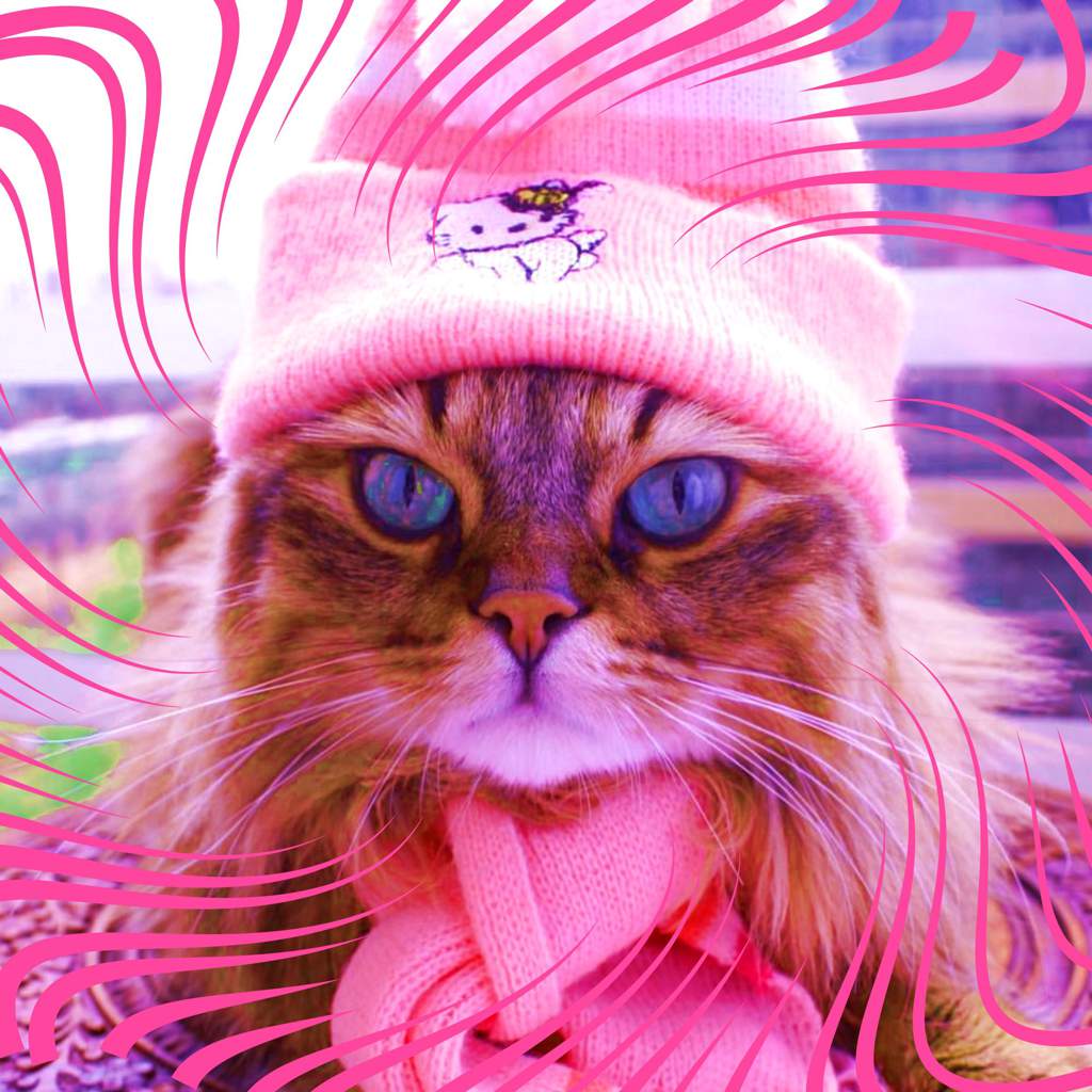 = Аватарки с котиками = | » 📮ᬼ ⃟⃟Ⳅⲏⲁⲕⲟⲙⲥⲧⲃⲟੈ ୭̥ ំ༄ ˎˊ Amino