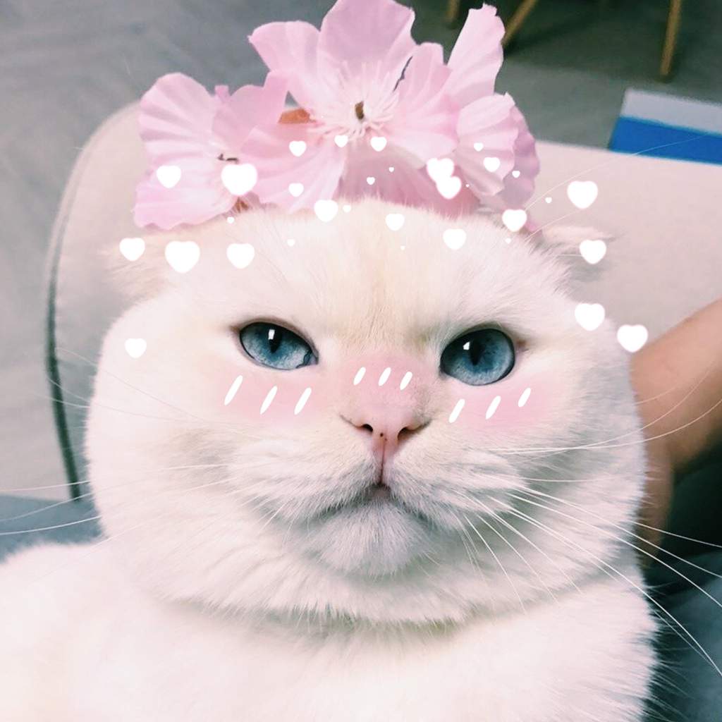 = Аватарки с котиками = | » 📮ᬼ ⃟⃟Ⳅⲏⲁⲕⲟⲙⲥⲧⲃⲟੈ ୭̥ ំ༄ ˎˊ Amino
