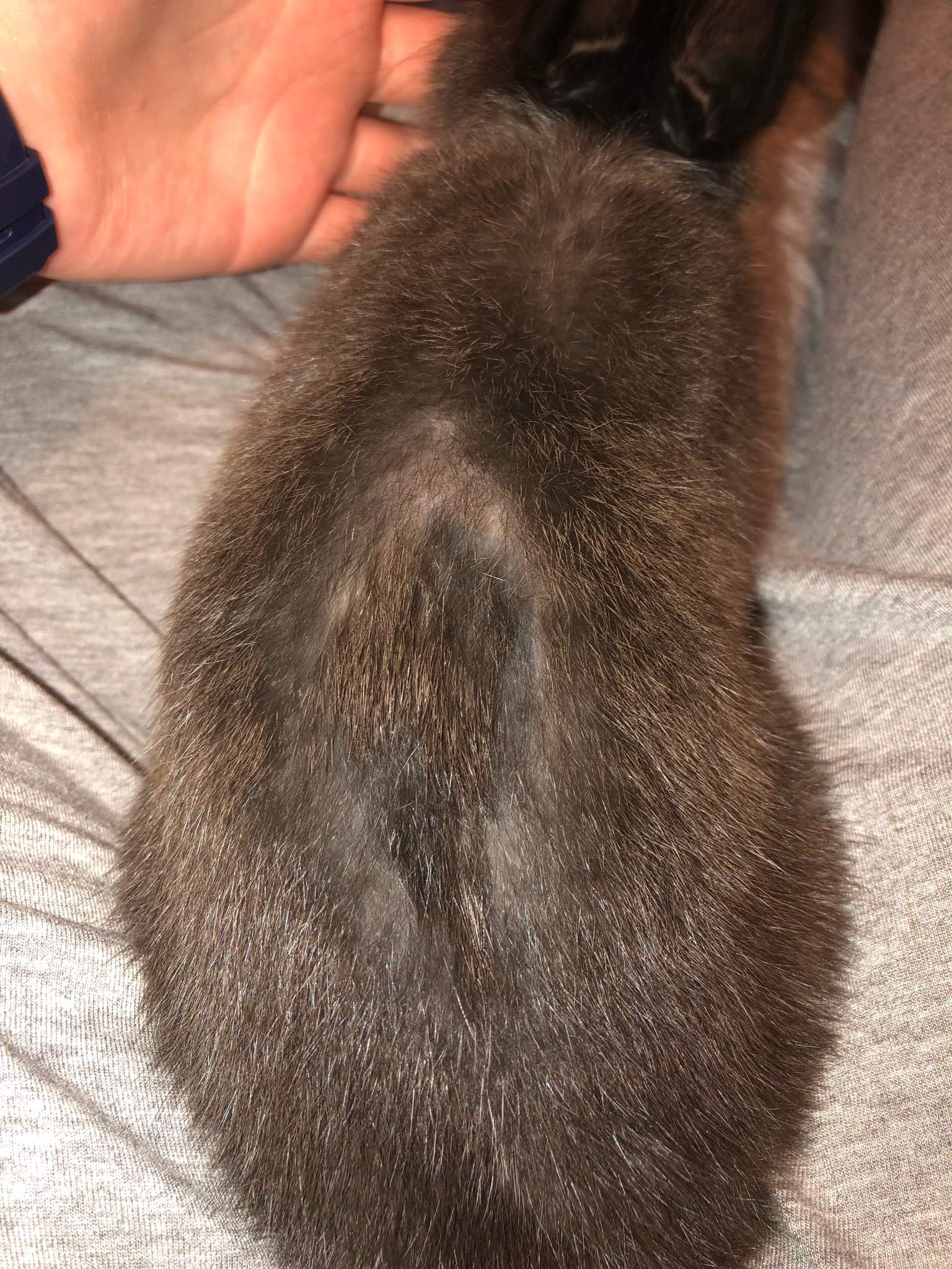 Does Anyone Know What This Weird Patch On My Rabbits Back Is? Is It ...