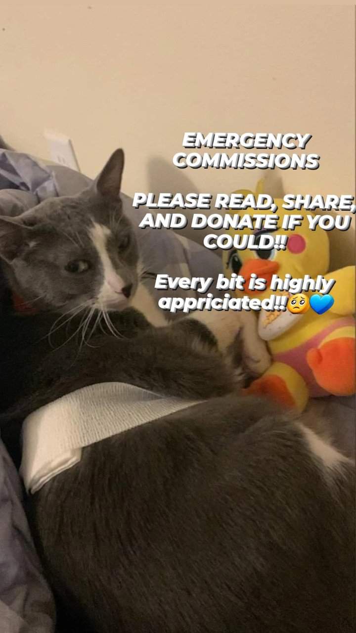 EMERGENCY COMMISSIONS!!! - CAT VET & POSSIBLE SURGERY MONEY | Furry Amino