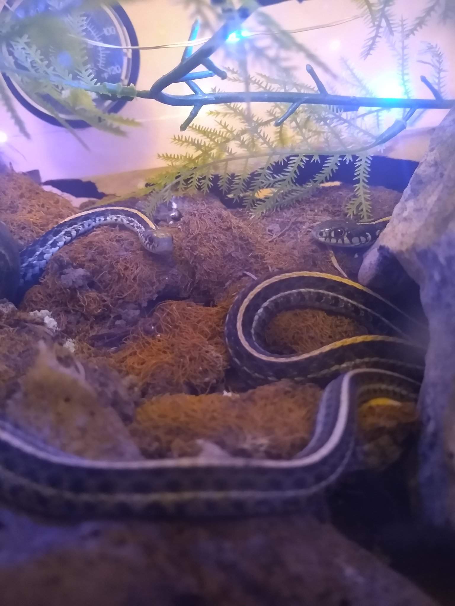 tips on breeding eastern ribbon snakes? | Snake Amino Amino