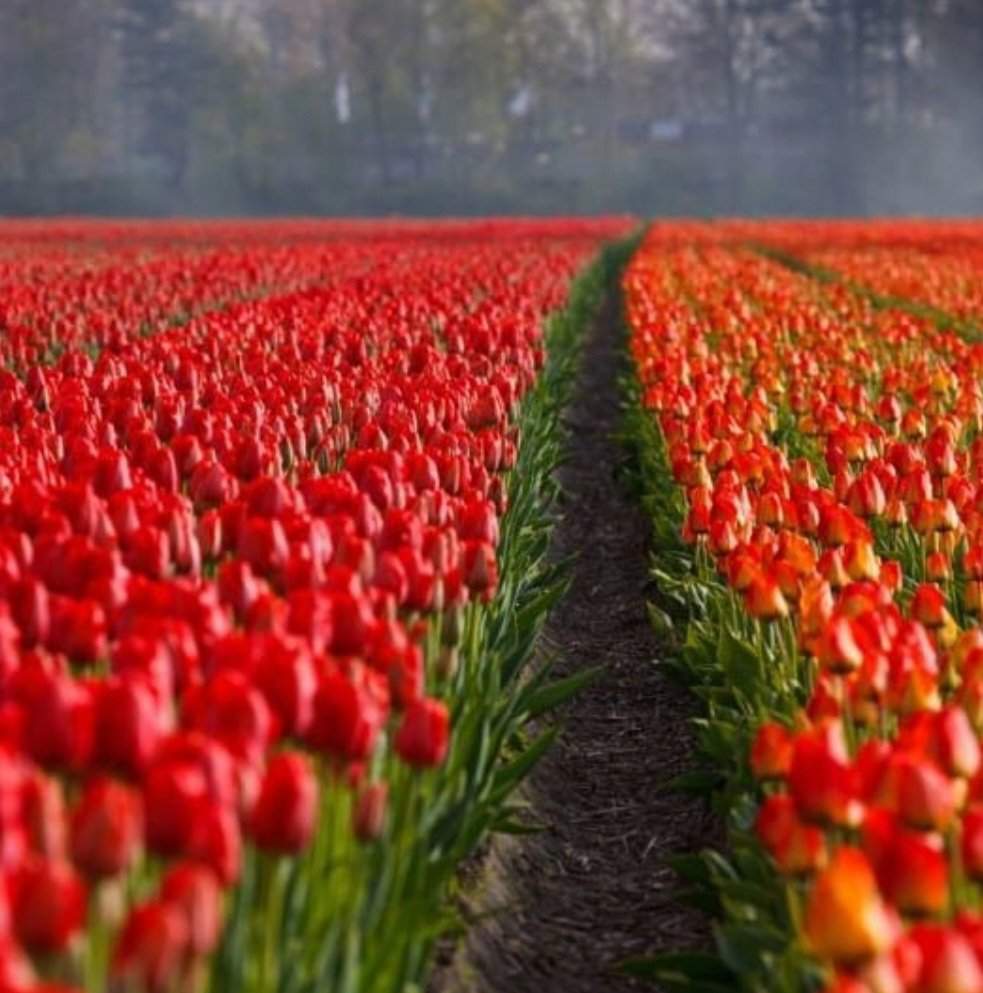 The Magick of Tulips | The Witches' Circle Amino