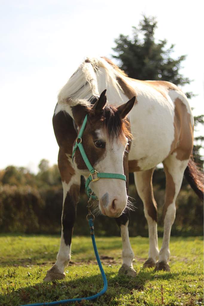 petz horse club can caramel grow up