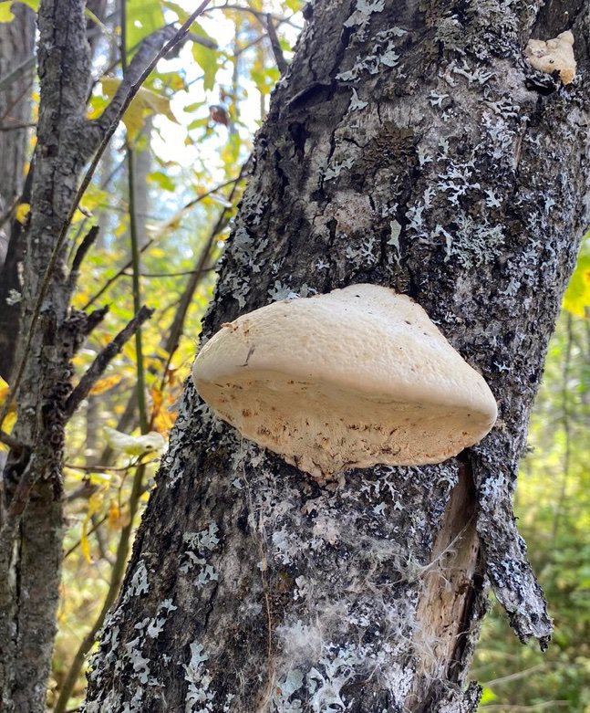 Diamond Willow Fungus 💎 | Pagans & Witches Amino