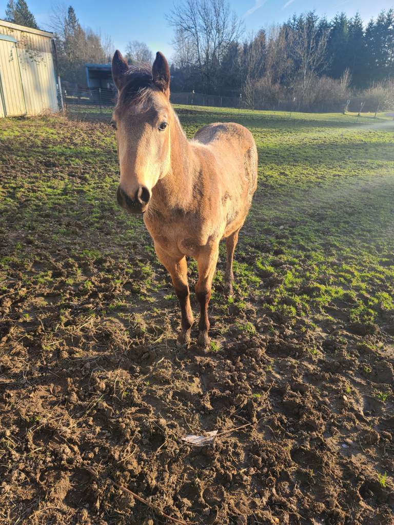 petz horse club can caramel grow up