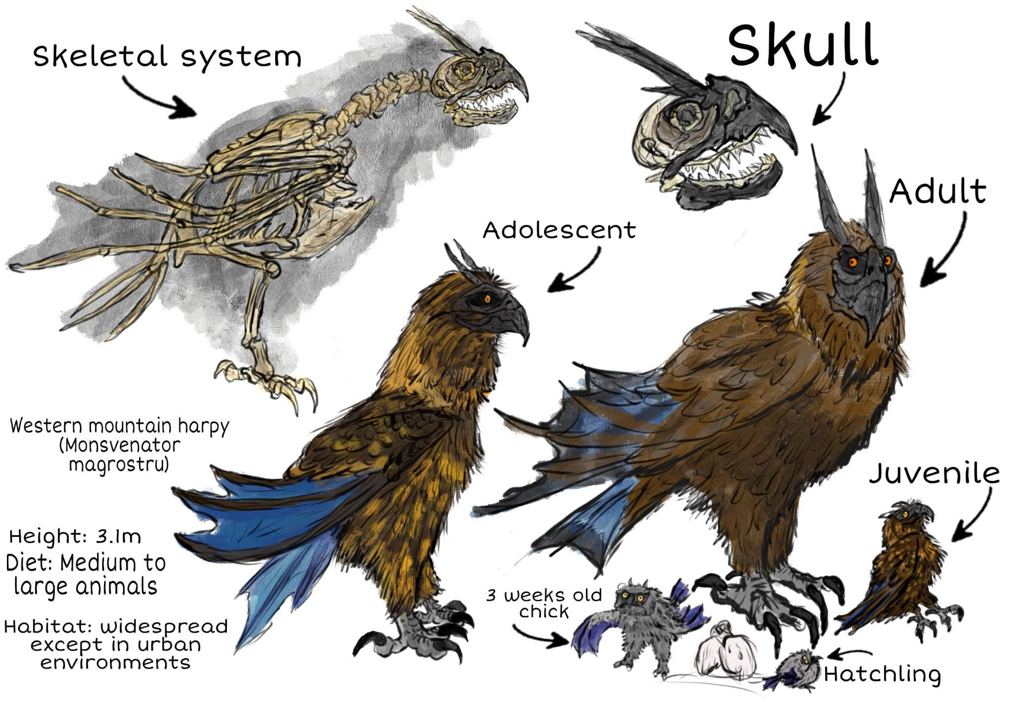 My oc wyvern species Western mountain harpy introduction | Dragons! Amino